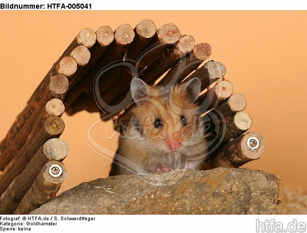 Goldhamster / golden hamster / HTFA-005041