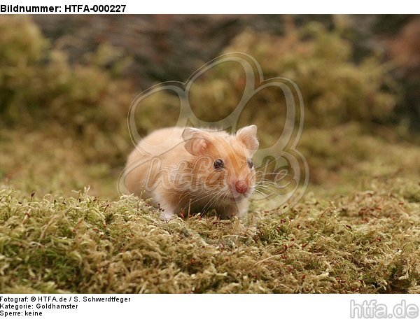 Goldhamster / golden hamster / HTFA-000227