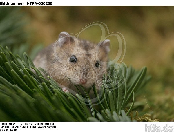Dschungarischer Zwerghamster / hamster / HTFA-000255