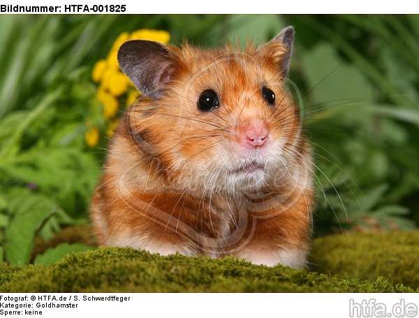 Goldhamster / golden hamster / HTFA-001825