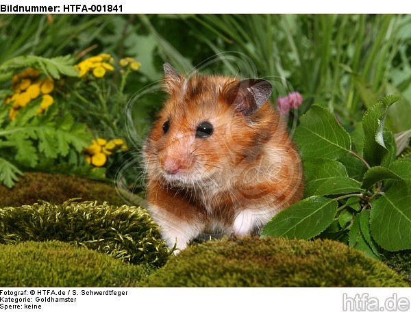 Goldhamster / golden hamster / HTFA-001841