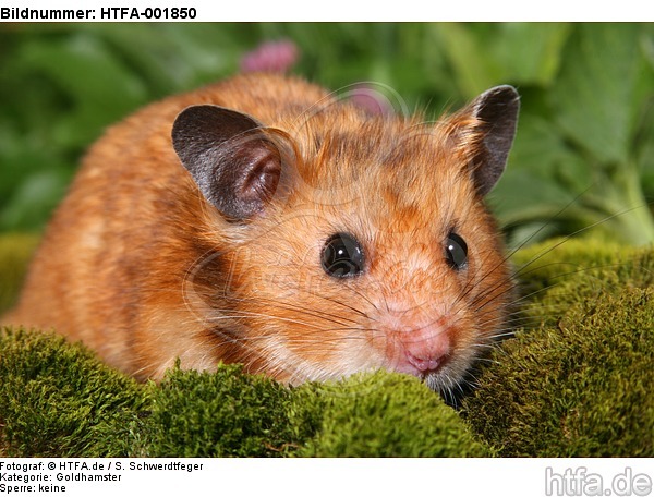 Goldhamster / golden hamster / HTFA-001850