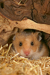 Goldhamster / golden hamster