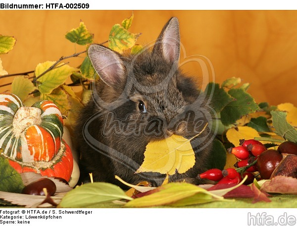 Löwenköpfchen / lion-headed bunny / HTFA-002509