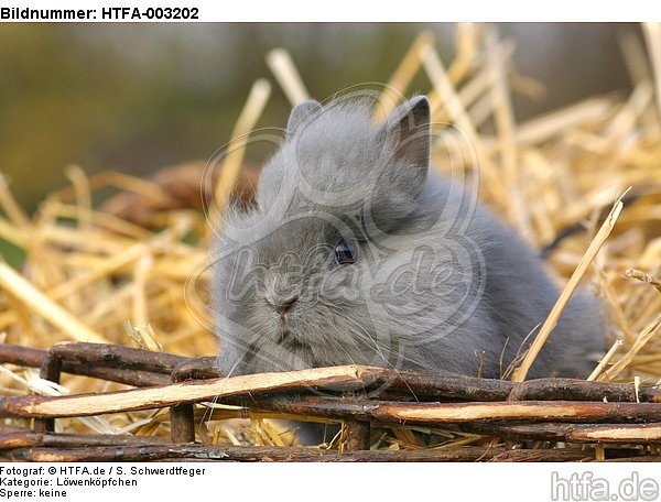 Löwenköpfchen / lion-headed bunny / HTFA-003202