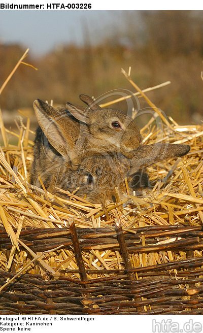 Kaninchen / bunnies / HTFA-003226