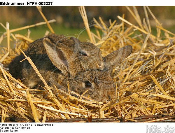Kaninchen / bunnies / HTFA-003227