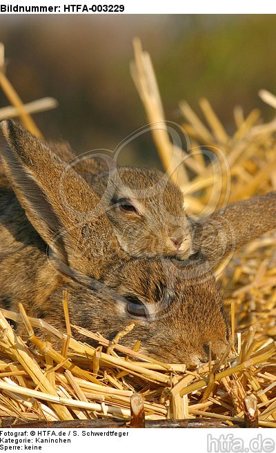 Kaninchen / bunnies / HTFA-003229