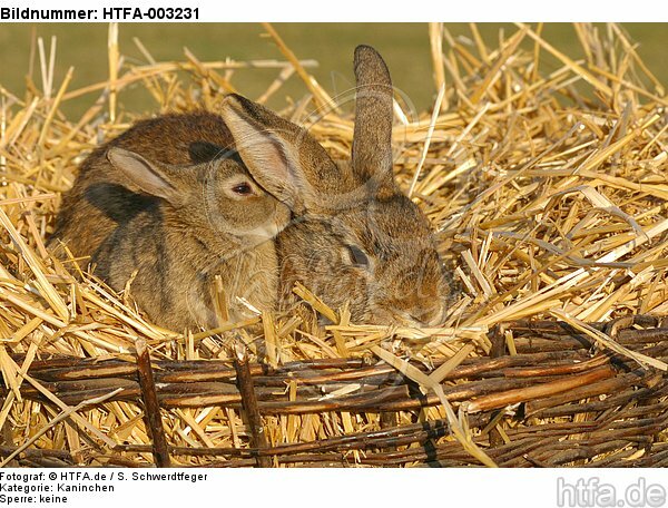 Kaninchen / bunnies / HTFA-003231