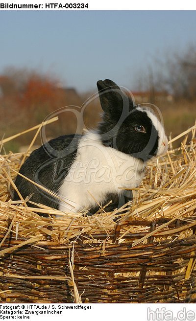 Zwergkaninchen / dwarf rabbit / HTFA-003234