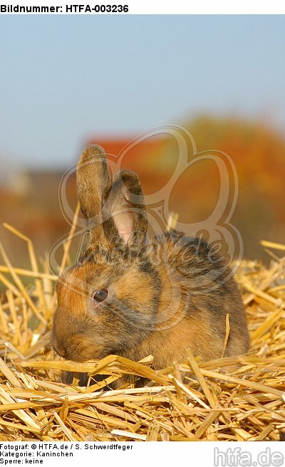 Kaninchen / bunny / HTFA-003236