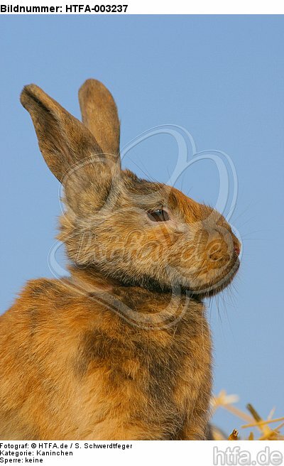 Kaninchen / bunny / HTFA-003237
