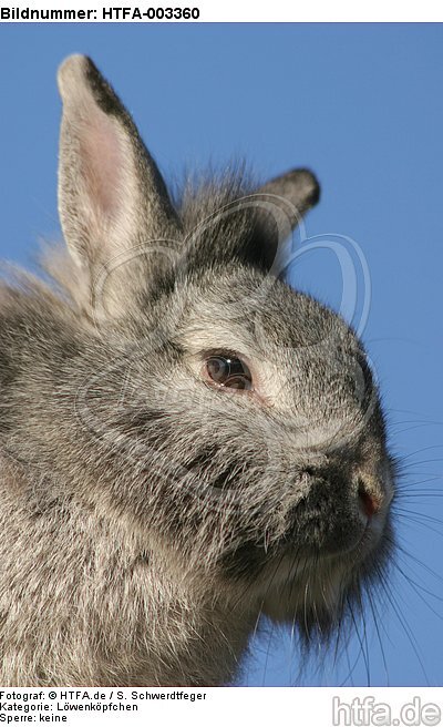 Löwenköpfchen / lion-headed bunny / HTFA-003360