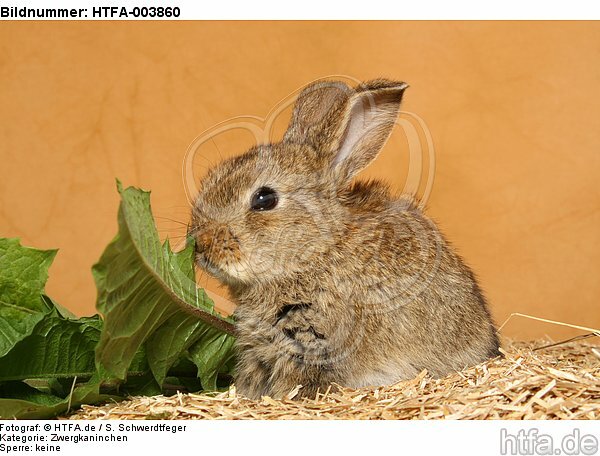 Zwergkaninchen / dwarf rabbit / HTFA-003860