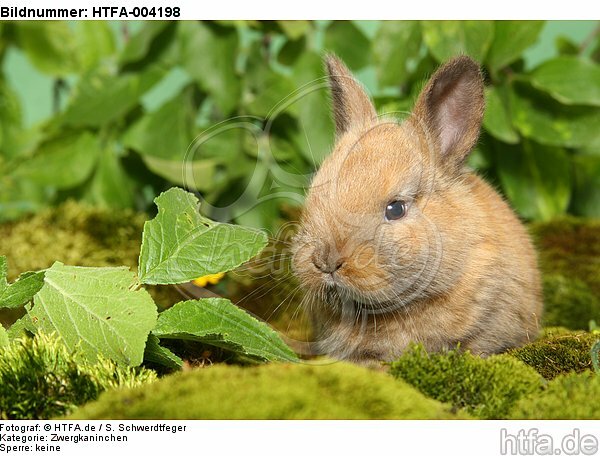 junges Zwergkaninchen / young dwarf rabbit / HTFA-004198