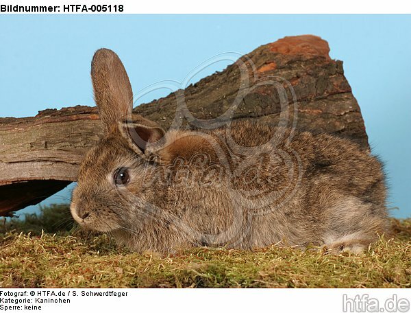 Kaninchen / rabbit / HTFA-005118