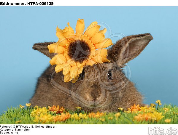 Kaninchen / rabbit / HTFA-005139