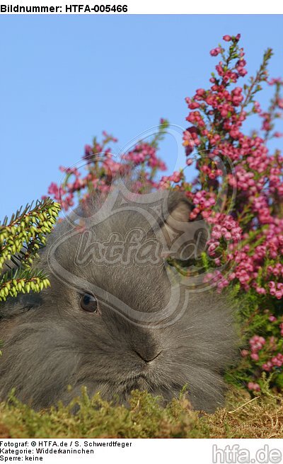 Widderkaninchen / lop-eared bunny / HTFA-005466