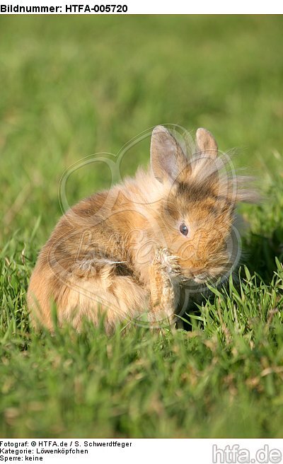 junges Löwenköpfchen / young lion-headed rabbit / HTFA-005720