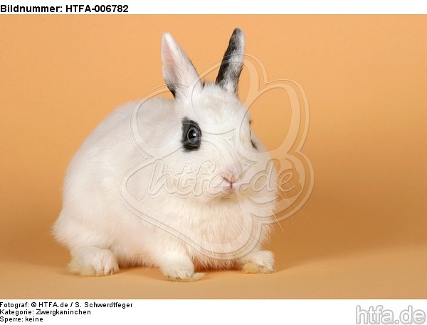 Zwergkaninchen / dwarf rabbit / HTFA-006782