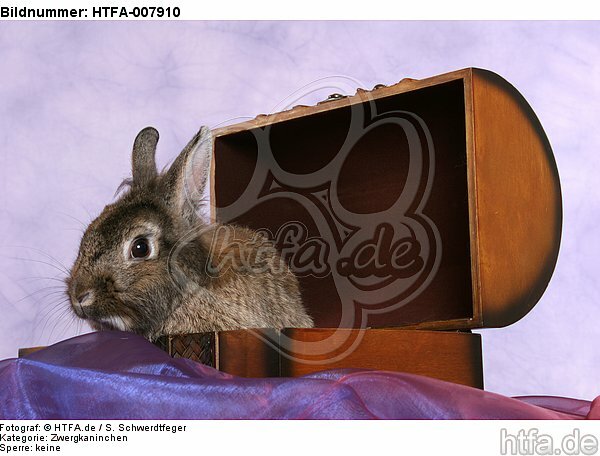 Zwergkaninchen / dwarf rabbit / HTFA-007910