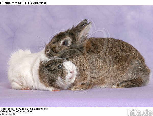 Meerschwein und Zwergkaninchen / guninea pig and dwarf rabbit / HTFA-007913