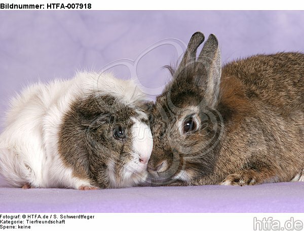 Meerschwein und Zwergkaninchen / guninea pig and dwarf rabbit / HTFA-007918