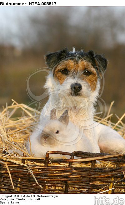 Parson Russell Terrier und Angorakaninchen / prt and bunny / HTFA-008517