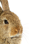 Zwergkaninchen / dwarf rabbit