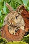 junges Zwergkaninchen / young dwarf rabbit