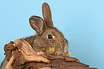 Kaninchen / rabbit