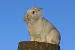 Löwenköpfchen / lion-headed rabbit