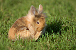 junges Löwenköpfchen / young lion-headed rabbit