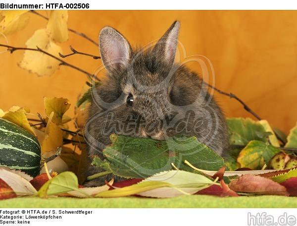 Löwenköpfchen / lion-headed bunny / HTFA-002506