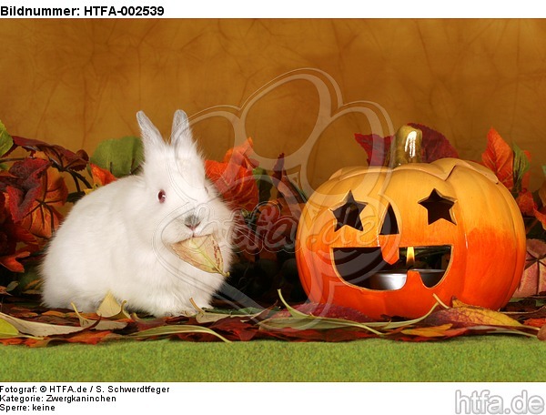 Zwergkaninchen / dwarf rabbit / HTFA-002539