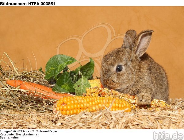 Zwergkaninchen / dwarf rabbit / HTFA-003851