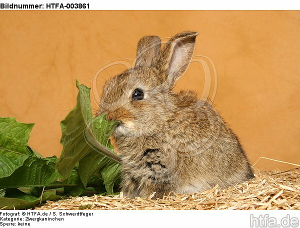 Zwergkaninchen / dwarf rabbit / HTFA-003861