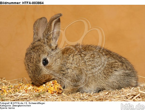 Zwergkaninchen / dwarf rabbit / HTFA-003864