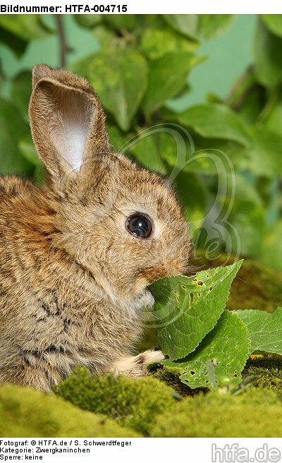 junges Zwergkaninchen / young dwarf rabbit / HTFA-004715