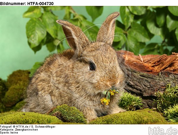 junges Zwergkaninchen / young dwarf rabbit / HTFA-004730