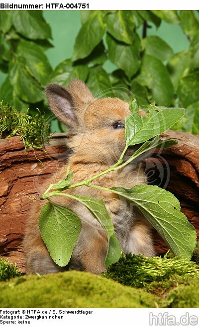 junges Zwergkaninchen / young dwarf rabbit / HTFA-004751