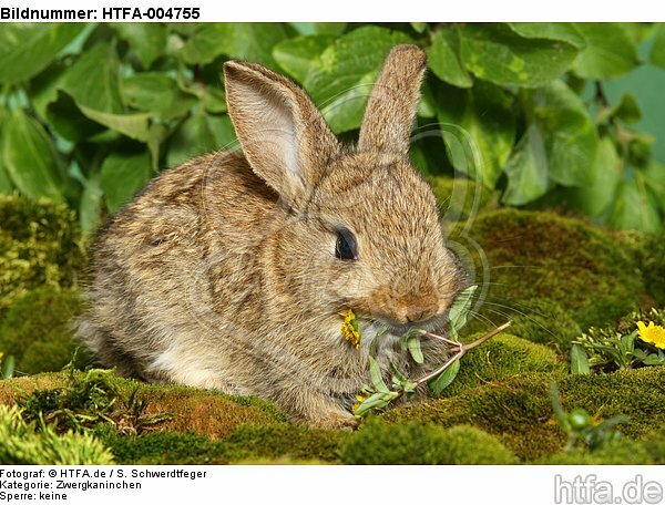 junges Zwergkaninchen / young dwarf rabbit / HTFA-004755