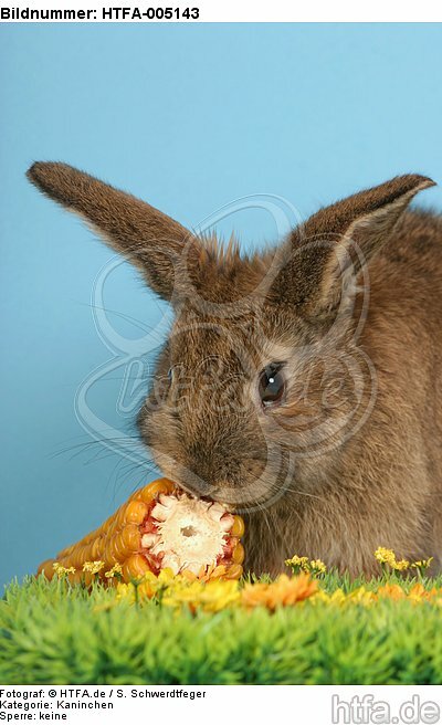 Kaninchen / rabbit / HTFA-005143
