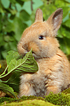 junges Zwergkaninchen / young dwarf rabbit