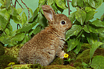 junges Zwergkaninchen / young dwarf rabbit