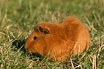 Rexmeerschwein / guninea pig