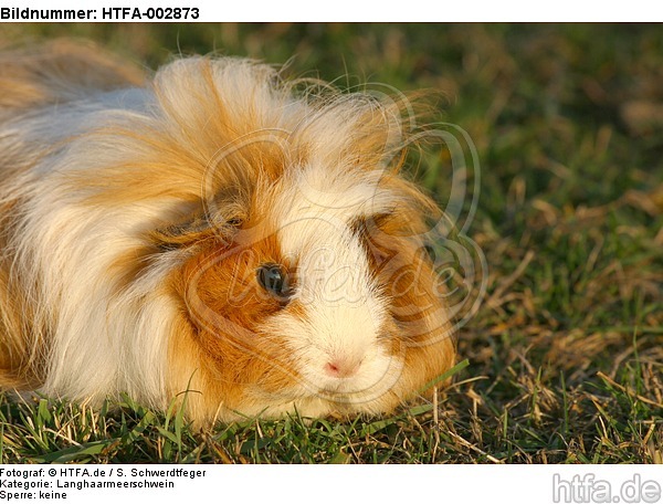 Langhaarmeerschwein / long-haired guninea pig / HTFA-002873