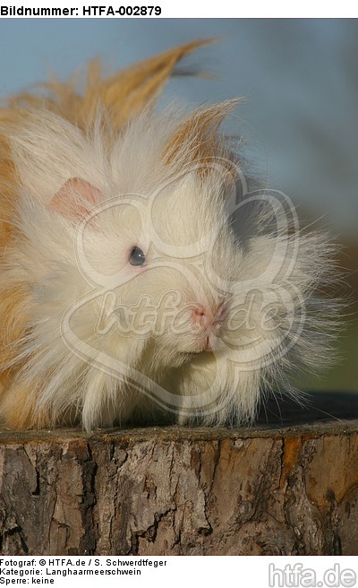 Langhaarmeerschwein / long-haired guninea pig / HTFA-002879