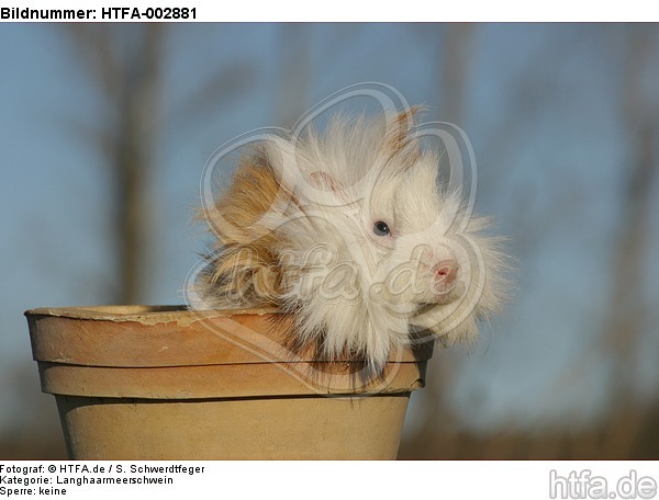 Langhaarmeerschwein / long-haired guninea pig / HTFA-002881