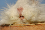 Langhaarmeerschwein Maul / long-haired guninea pig mouth